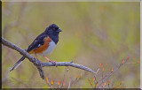Eastern Towhee Out On A Limb