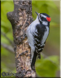 The Juvenile Downy Woodpecker Works Its Way Around The Tree