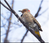 I Think The Northern Flicker Has Spotted Me