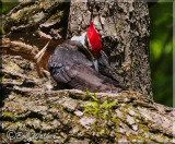 A Little Closer Look At Pileated Woodpecker Was It Taking A Nap Or Preening?