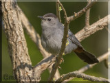 The Gray Catbird Can Move Around Quite A Bit