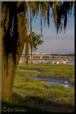 A Shore Lined With Palm Trees