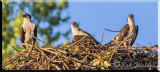 The Nest Was Full