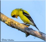 Gold Finch Praying I Think