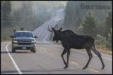 Again Be Careful When Driving In Algonquin 
