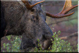 A Bull Moose Browsing 