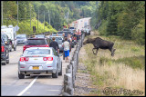 Moose Jam Surprises Not Uncommon