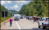 Moose Surprise Crossing Number Two