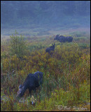 Moose In Morning Mist And On The Move Browsing