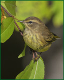 Palm Warbler Can Be Difficult To Photograph
