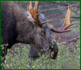 Bull Moose Browse For Hours On End To Try And Maintain Body Weight