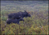 Bull  & Calf Moose In Morning Mist Looking For The Cow Moose