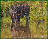 Bull Moose Taking A Drink 