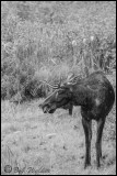 Unusual Antlered Bull Standing Alone Alongside The Highway
