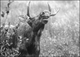  Bull Moose Flemming 