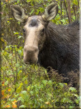 Cow Moose That Bull Moose Would Court
