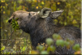 Must Eat In Preparation For Winter