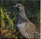 Female Spruce Grouse Up Close