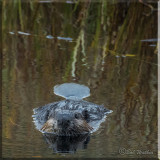 The Beaver, Go Ahead Take My Picture