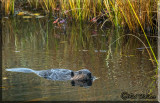 Busy Little Beaver