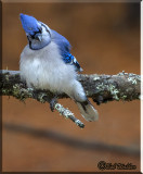 Blue Jay Preening