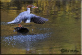 A Female Common Merganser Spreading Its Wings