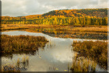 Late Fall Foliage 