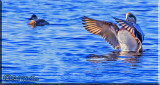 American Wigeon Up And Ready