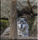 The Wolf Keeps Its Eye On Me