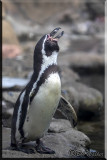 Penguin On Display At The Rosamond Gifford Zoo