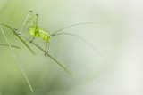 Young Grasshopper