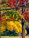 Red Oaks Walnut  Hickory