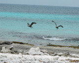 Pelicans