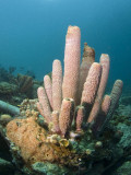 Coral Arrangement