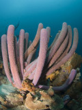 Stove Pipe Sponge Coral