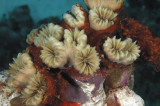 Hard Coral