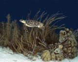 Hawksbill Turtle