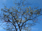 Blackbird in a Tree