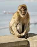 barbary_apes_of_gibraltar