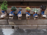 Storefront Cactus Display