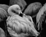 Flamingo in Black and White