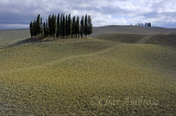 Group of Cypress Trees in Val d'Orcia