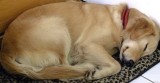 dog.jpg