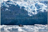 IMG_5784.jpg - South Sawyer Glacier -
