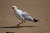 Ring-billed Gull