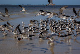 Black Skimmer 5