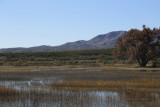 El Bosque del Apache Wildlife Refuge