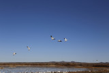 El Bosque del Apache Wildlife Refuge