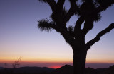 Joshua tree sunrise