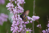 Butterfly and flowers